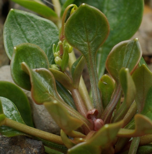 Photo of Claytonia sibirica by Doug Murphy