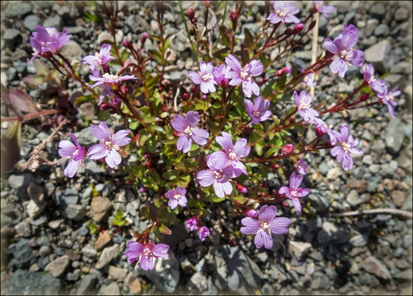 Photo of Epilobium anagallidifolium by <a href="http://zork.cs.uvic.ca/ttl">Mary  Sanseverino</a>