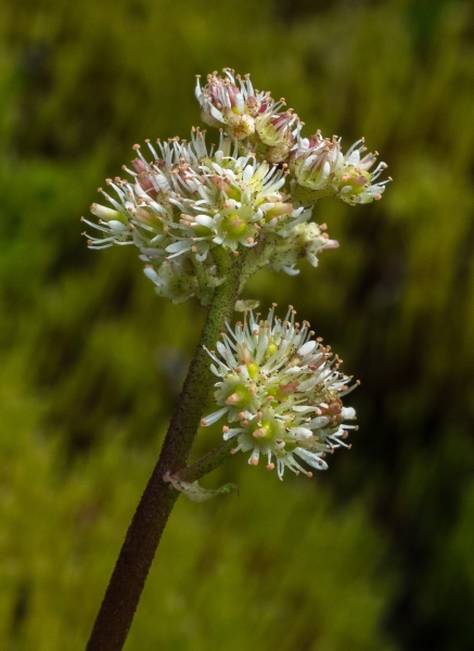 Photo of Leptarrhena pyrolifolia by Bryan Kelly-McArthur
