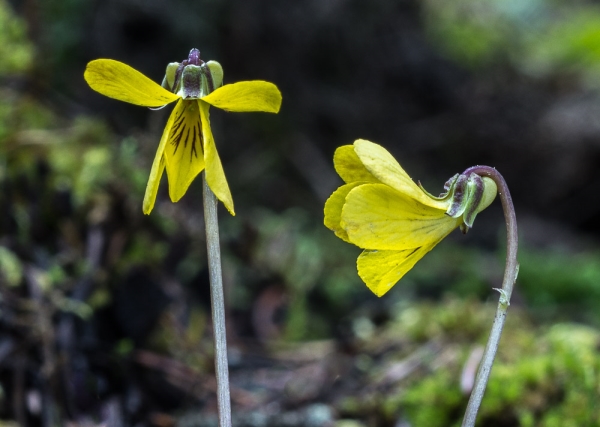 Photo of Viola orbiculata by Bryan Kelly-McArthur