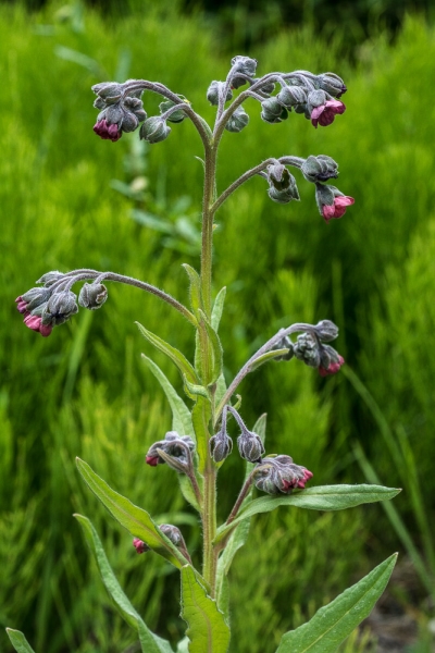 Photo of Cynoglossum officinale by Bryan Kelly-McArthur