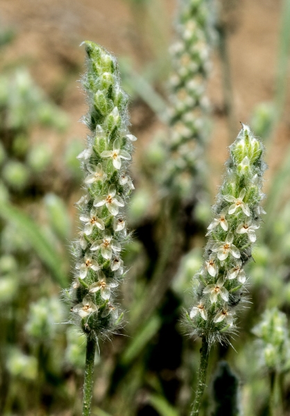 Photo of Plantago patagonica by Bryan Kelly-McArthur