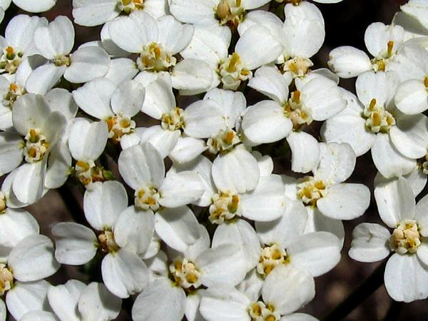 Photo of Achillea millefolium var. occidentalis by <a href="http://www.okanaganwildlife.ca/">Werner Eigelsreiter</a>