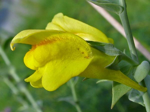 Photo of Linaria genistifolia ssp. dalmatica by <a href="http://www.okanaganwildlife.ca/">Werner Eigelsreiter</a>