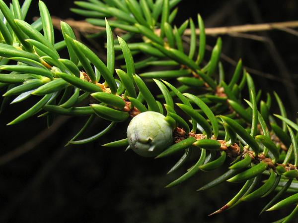 Photo of Juniperus communis by <a href="http://www.okanaganwildlife.ca/">Werner Eigelsreiter</a>