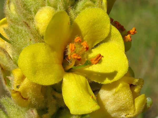 Photo of Verbascum thapsus by <a href="http://www.okanaganwildlife.ca/">Werner Eigelsreiter</a>