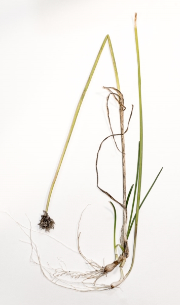Photo of Allium schoenoprasum by Bryan Kelly-McArthur