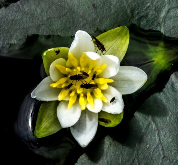 Photo of Nymphaea tetragona by Bryan Kelly-McArthur
