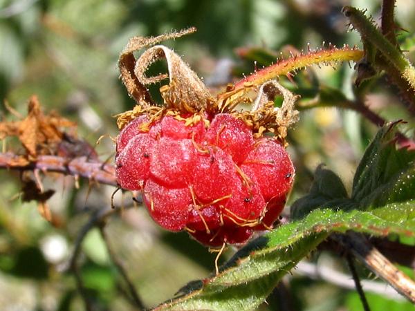Photo of Rubus idaeus ssp. strigosus by <a href="http://www.okanaganwildlife.ca/">Werner Eigelsreiter</a>
