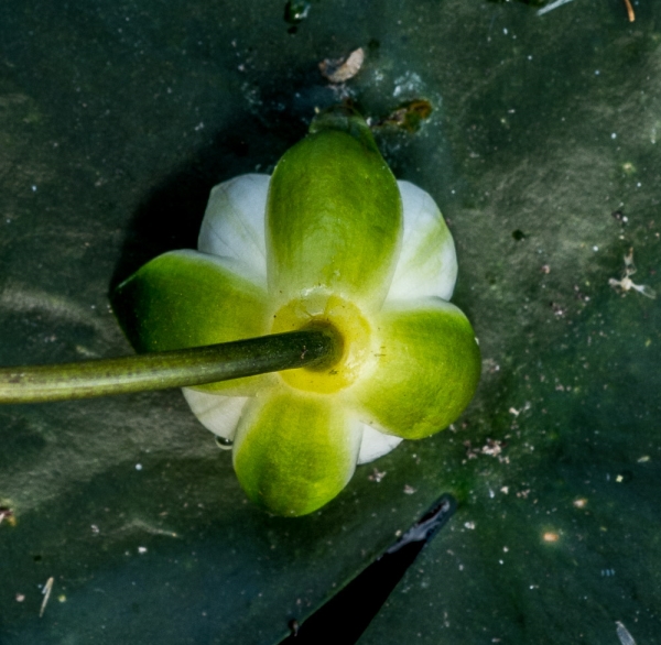Photo of Nymphaea tetragona by Bryan Kelly-McArthur