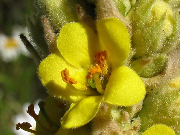 Photo of Verbascum thapsus by <a href="http://www.okanaganwildlife.ca/">Werner Eigelsreiter</a>