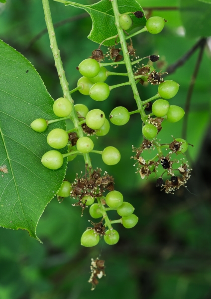 Photo of Prunus virginiana ssp. melanocarpa by Bryan Kelly-McArthur