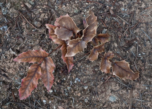 Photo of Berberis aquifolium by Bryan Kelly-McArthur
