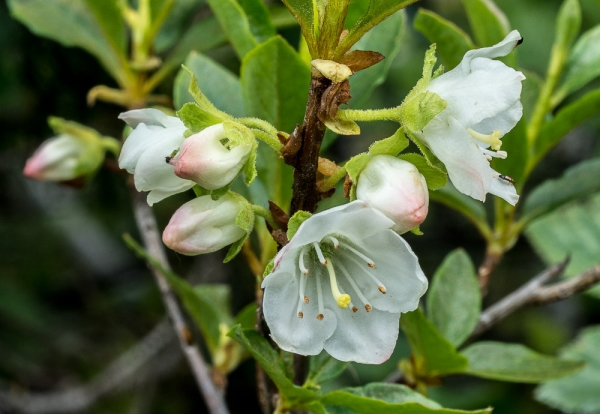 Photo of Rhododendron albiflorum by Bryan Kelly-McArthur
