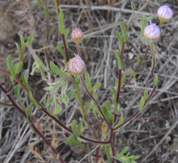 Photo of Erigeron divergens by Paul Handford