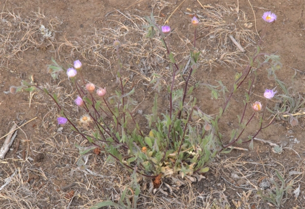 Photo of Erigeron divergens by Paul Handford