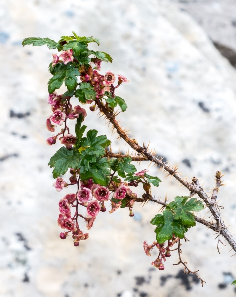 Photo of Ribes lacustre by Bryan Kelly-McArthur