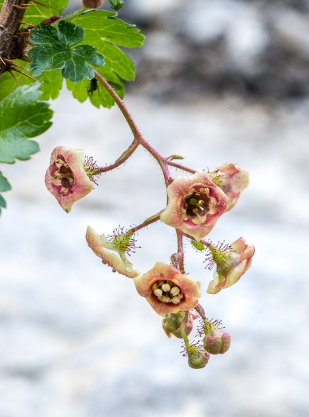 Photo of Ribes lacustre by Bryan Kelly-McArthur