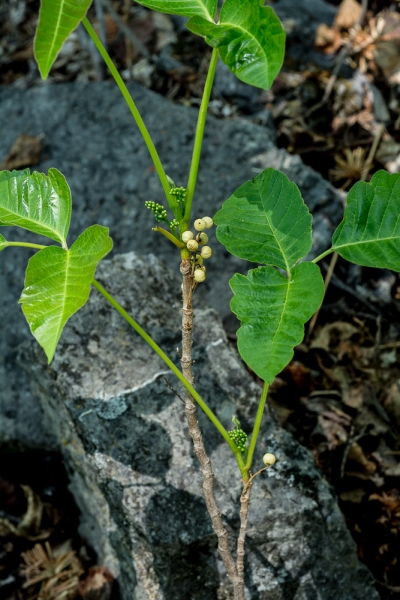Photo of Toxicodendron rydbergii by Bryan Kelly-McArthur