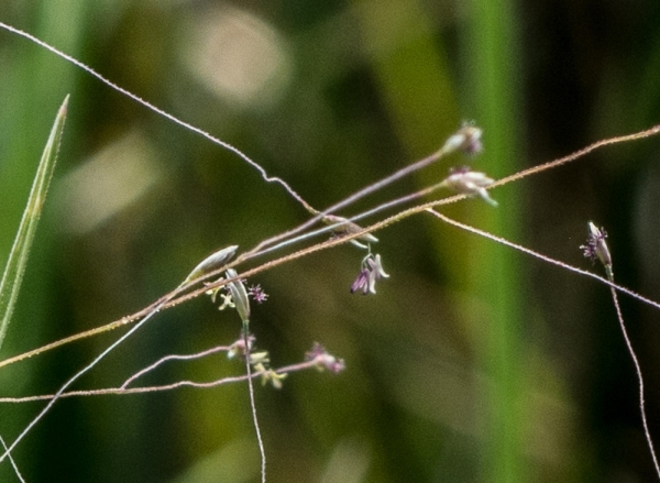 Photo of Muhlenbergia asperifolia by Bryan Kelly-McArthur