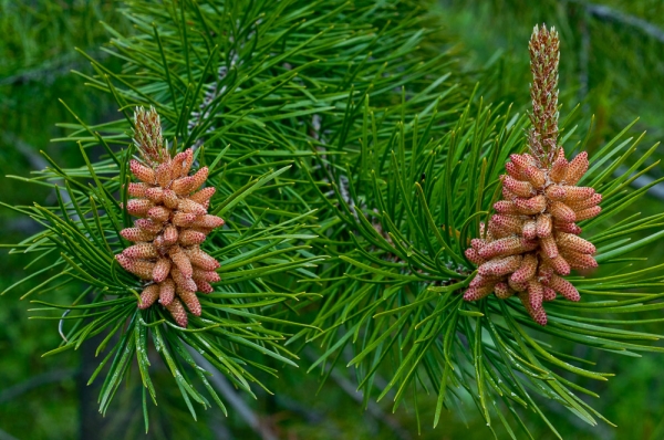 Photo of Pinus contorta var. latifolia by Bryan Kelly-McArthur