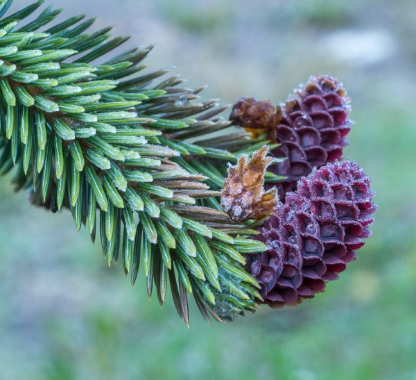 Photo of Picea engelmannii by Bryan Kelly-McArthur