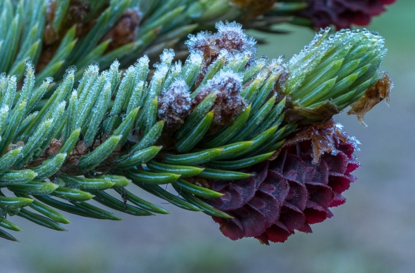 Photo of Picea engelmannii by Bryan Kelly-McArthur