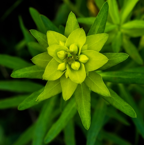 Photo of Euphorbia esula by Bryan Kelly-McArthur