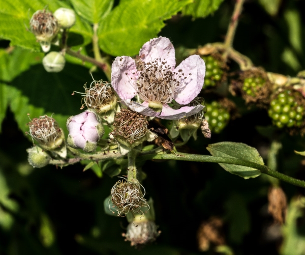Photo of Rubus armeniacus by Bryan Kelly-McArthur