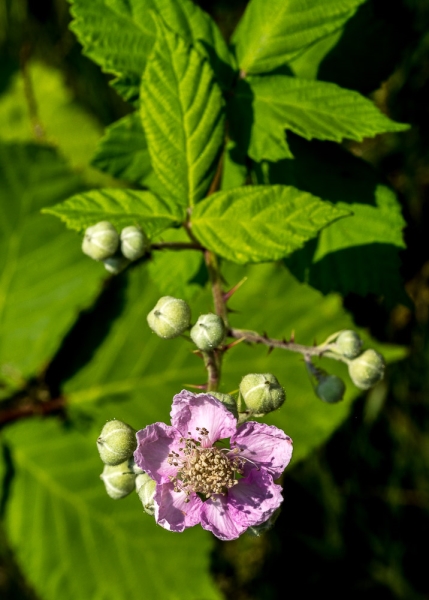 Photo of Rubus armeniacus by Bryan Kelly-McArthur