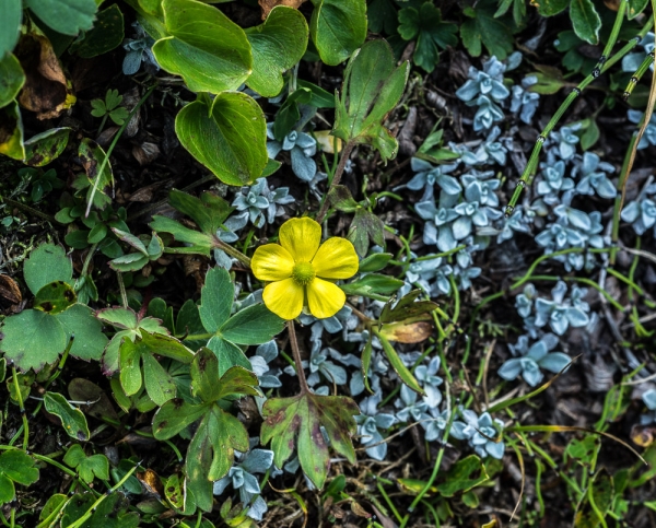 Photo of Ranunculus eschscholtzii by Bryan Kelly-McArthur
