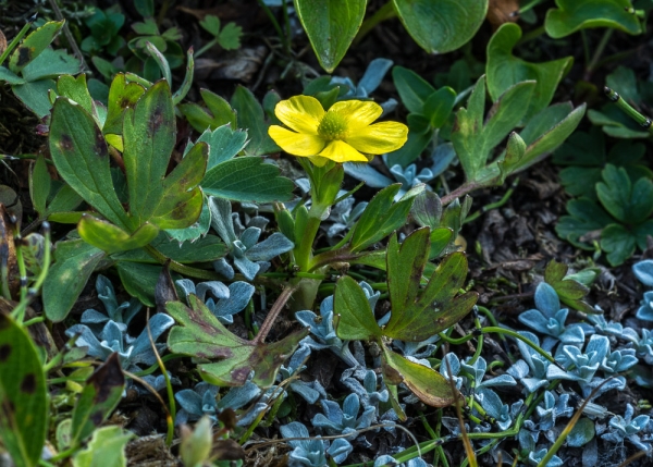 Photo of Ranunculus eschscholtzii by Bryan Kelly-McArthur