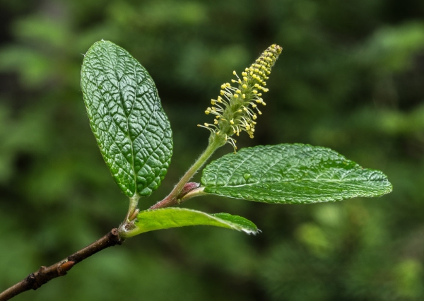 Photo of Salix vestita by Bryan Kelly-McArthur