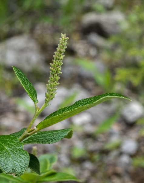 Photo of Salix vestita by Bryan Kelly-McArthur