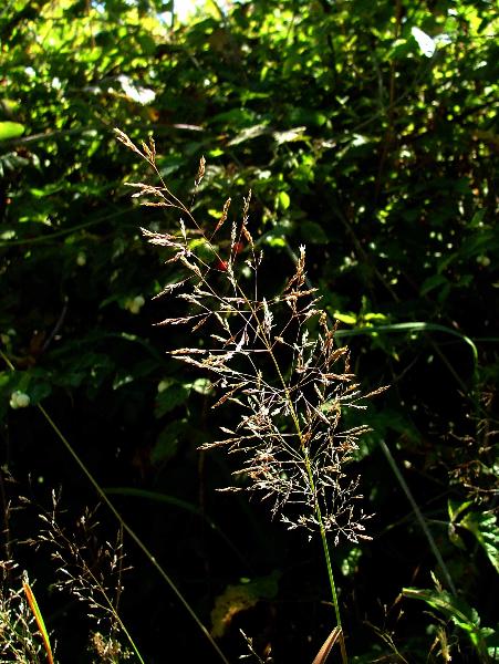 Photo of Agrostis capillaris by Jamie Fenneman