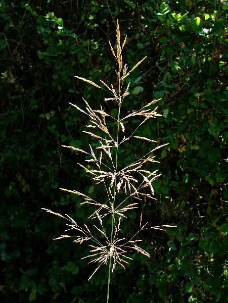 Photo of Agrostis gigantea by Jamie Fenneman