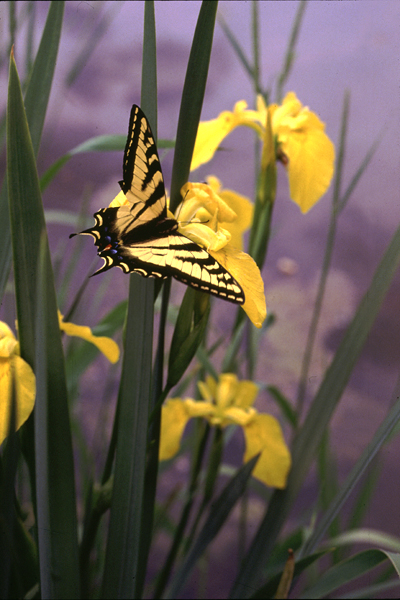Photo of Iris pseudacorus by Jim Riley
