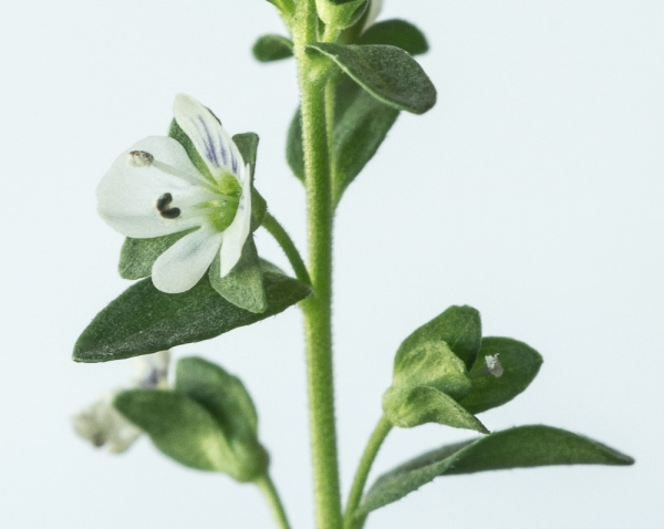 Photo of Veronica serpyllifolia var. humifusa by Bryan Kelly-McArthur