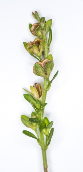 Photo of Veronica serpyllifolia by Bryan Kelly-McArthur