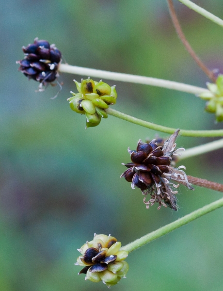 Photo of Ranunculus acris by Bryan Kelly-McArthur