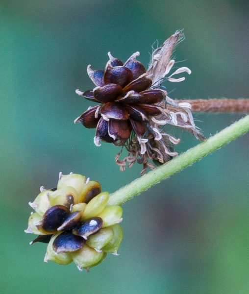 Photo of Ranunculus acris by Bryan Kelly-McArthur