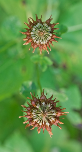 Photo of Trifolium hybridum by Bryan Kelly-McArthur