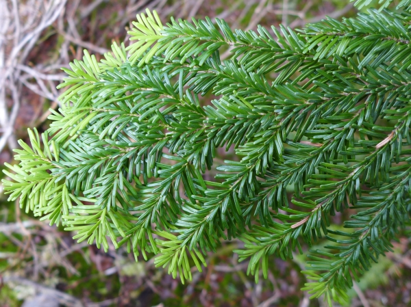 Photo of Abies amabilis by Judith Holm