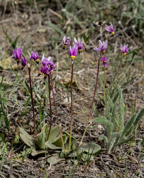 Photo of Dodecatheon conjugens by Bryan Kelly-McArthur