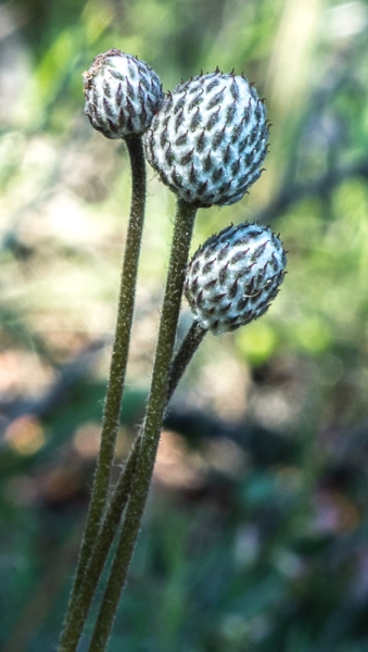 Photo of Anemone multifida by Bryan Kelly-McArthur