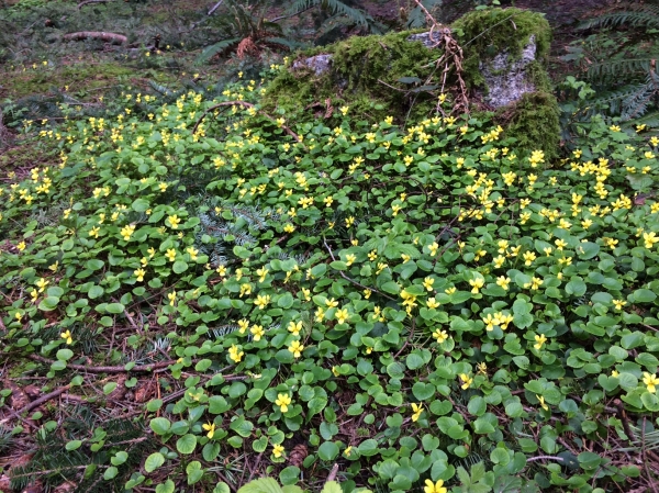 Photo of Viola sempervirens by Harry Hill