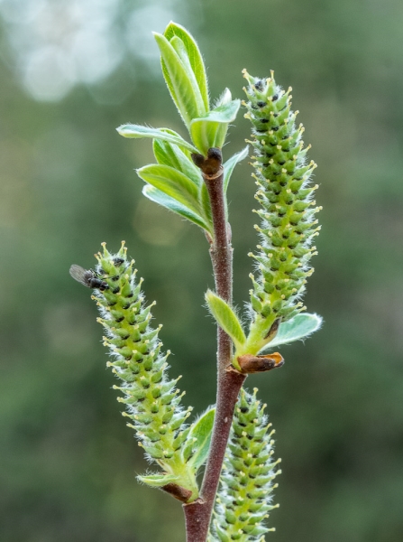 Photo of Salix sitchensis by Bryan Kelly-McArthur