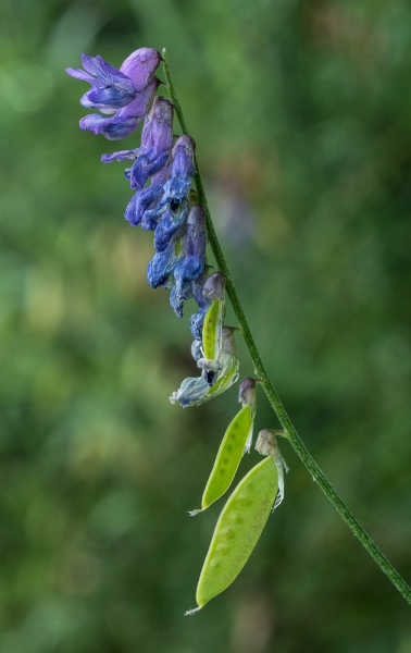 Photo of Vicia cracca by Bryan Kelly-McArthur