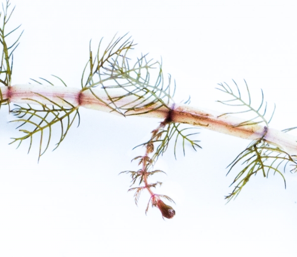 Photo of Myriophyllum sibiricum by Bryan Kelly-McArthur