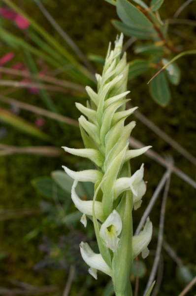 Photo of Spiranthes romanzoffiana by <a href="http://www.poulinenvironmental.com">Vince Poulin</a>